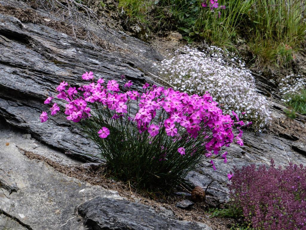 Appartementhaus Angerer - Feriendomizile Pichler Heiligenblut Buitenkant foto